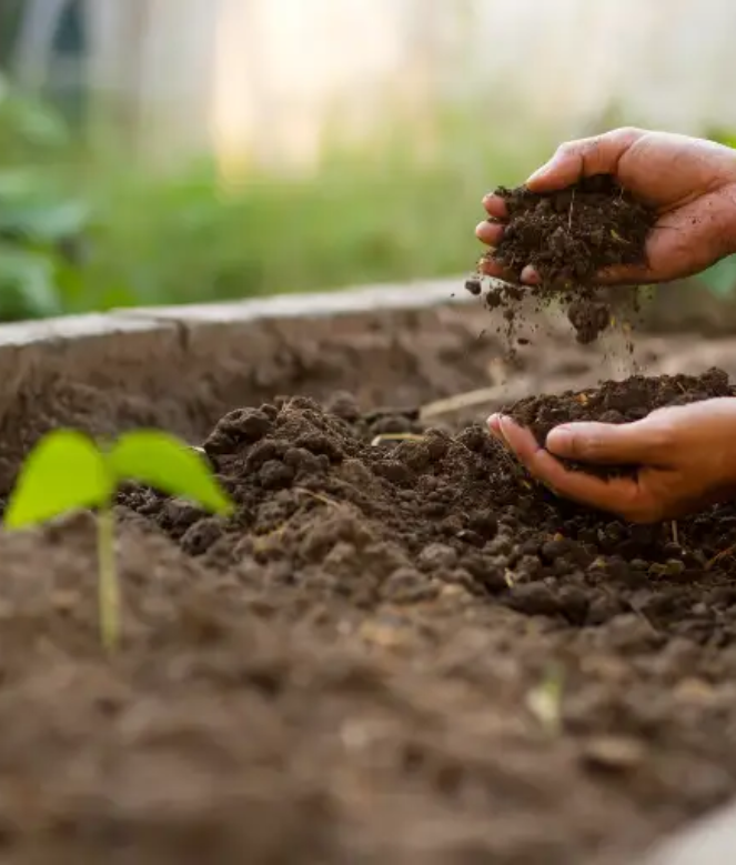 organic-chicken-manure-fertilizer