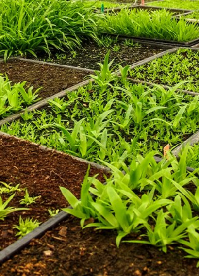 organic-farming-nursery