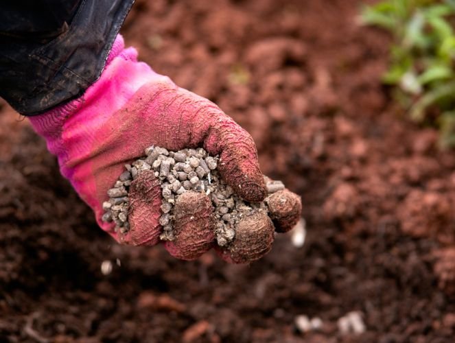 organic-manure-fertilizer